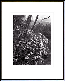 Brittlebush,Superstition Mountains