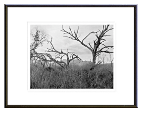 Wilderness Area Lower Salt River