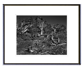 Wind trees