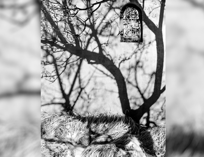 Tree Shadows, Wall and Window